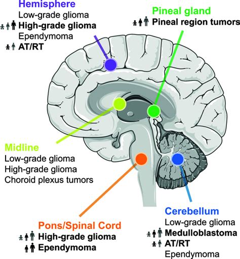 chanel schroff|Racial distribution of molecularly classified brain tumors.